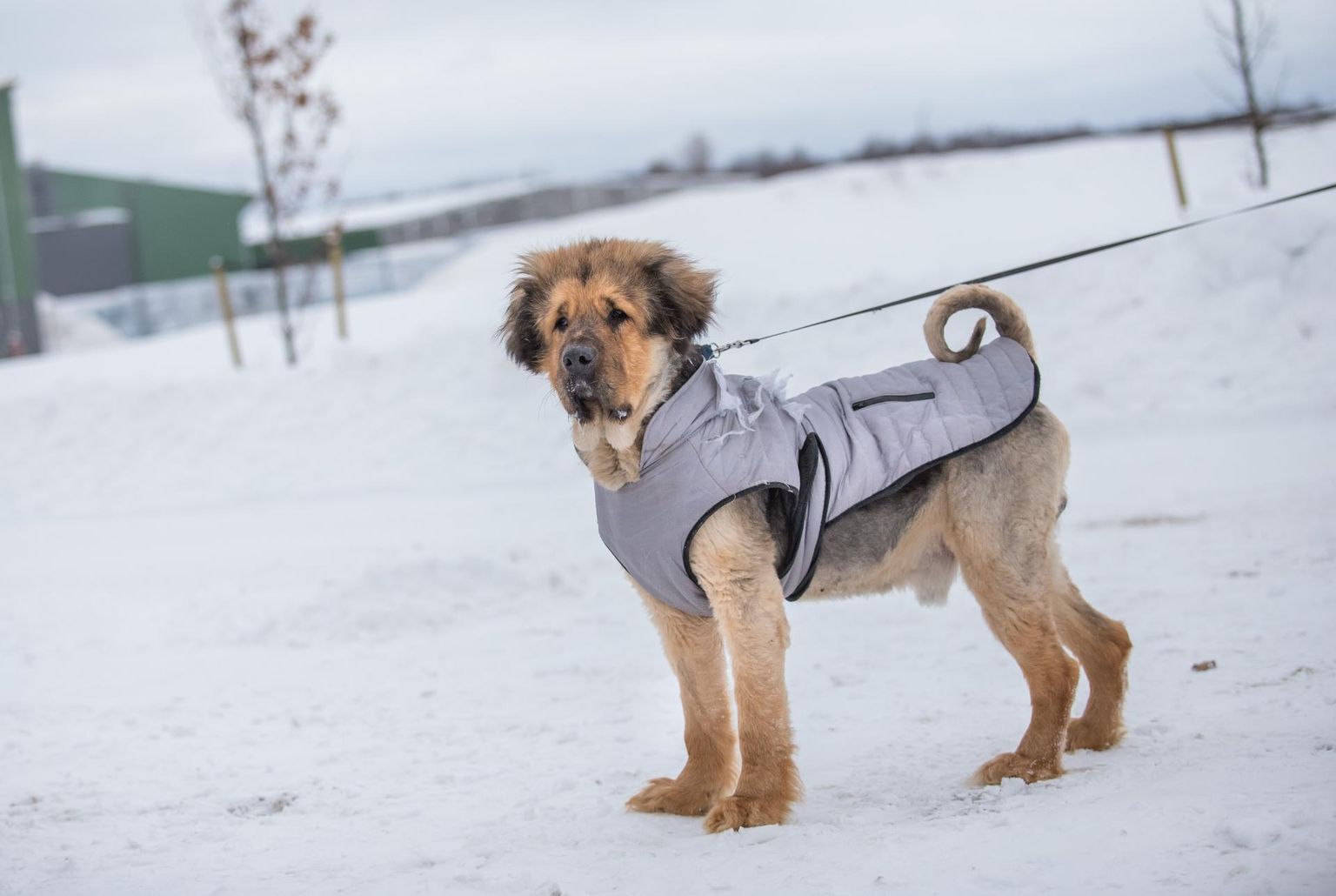 Koera heaolu külmal ajal sõltub peale käreda pakase paljust, alustades karvkatte eripärast, tuulest, niiskusest, toitumisest ja aktiivsusest.