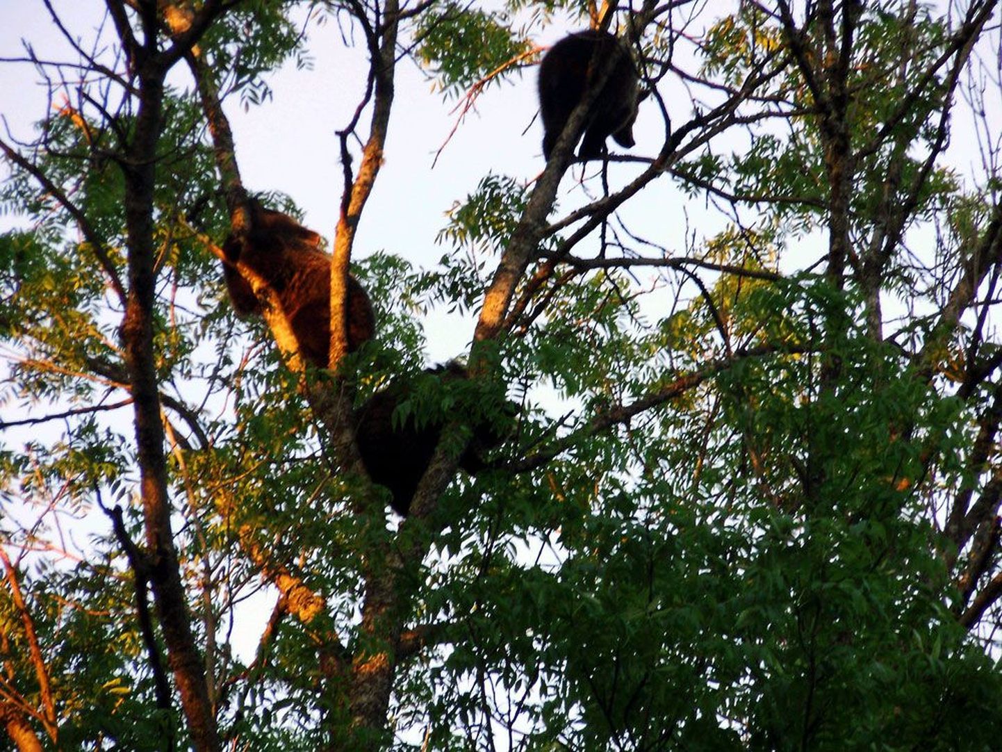 Медвежата на месяц стали соседями жителей деревни Лаасхооне