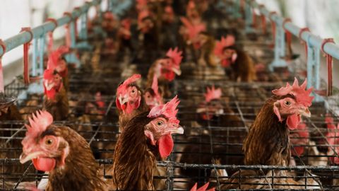 PVD выявила нарушения условий содержания животных на предприятии Alūksnes putnu ferma