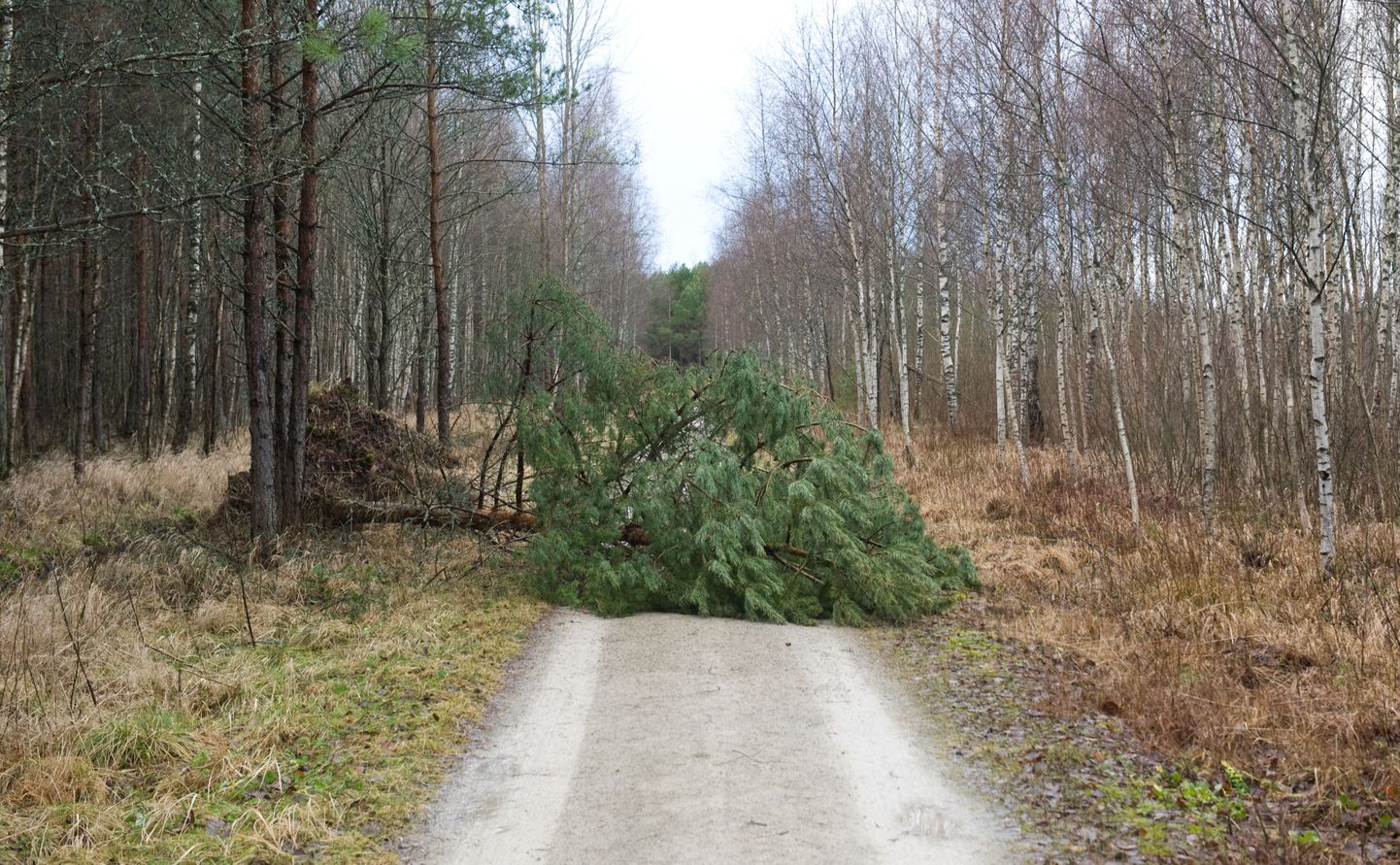 Jõulupühade ajal möllanud tormid tekitasid palju kahju nii Eestis kui Soomes.