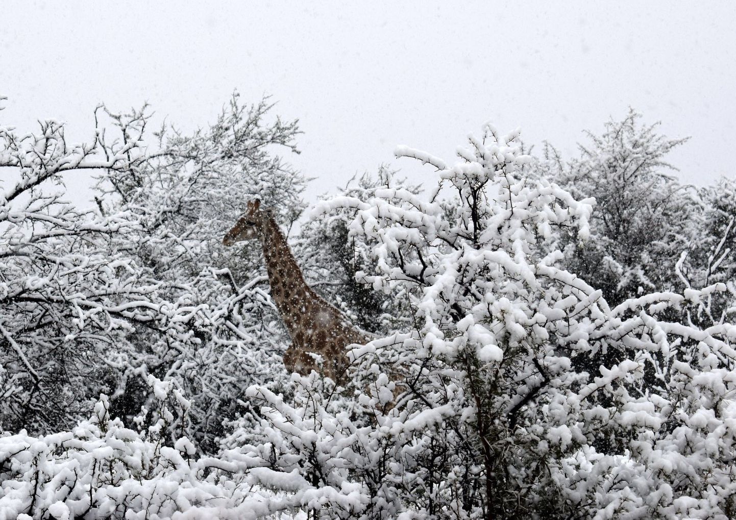 Жираф в Южно-Африканской Республике.