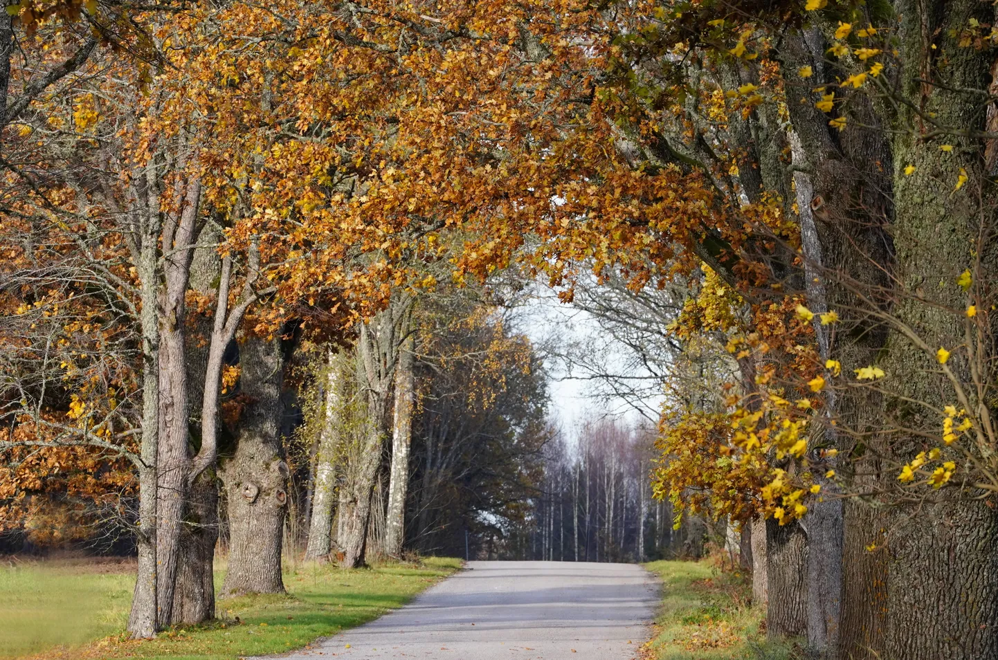 Rudens ainava.