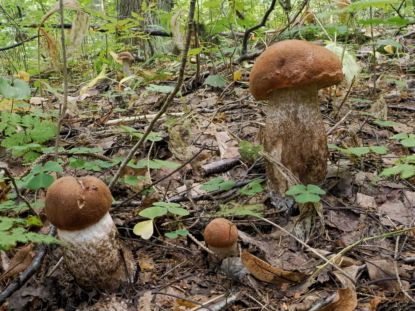 Фото статьи