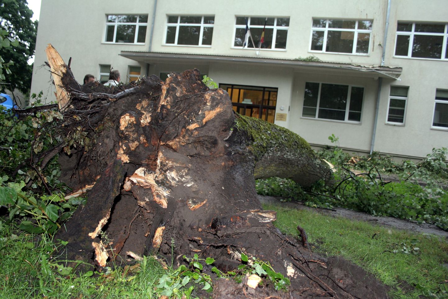Pärnus Vanas pargis murdus 13. juulil kõrge pargipuu vastu Saksa tehnoloogiakooli fassaadi.