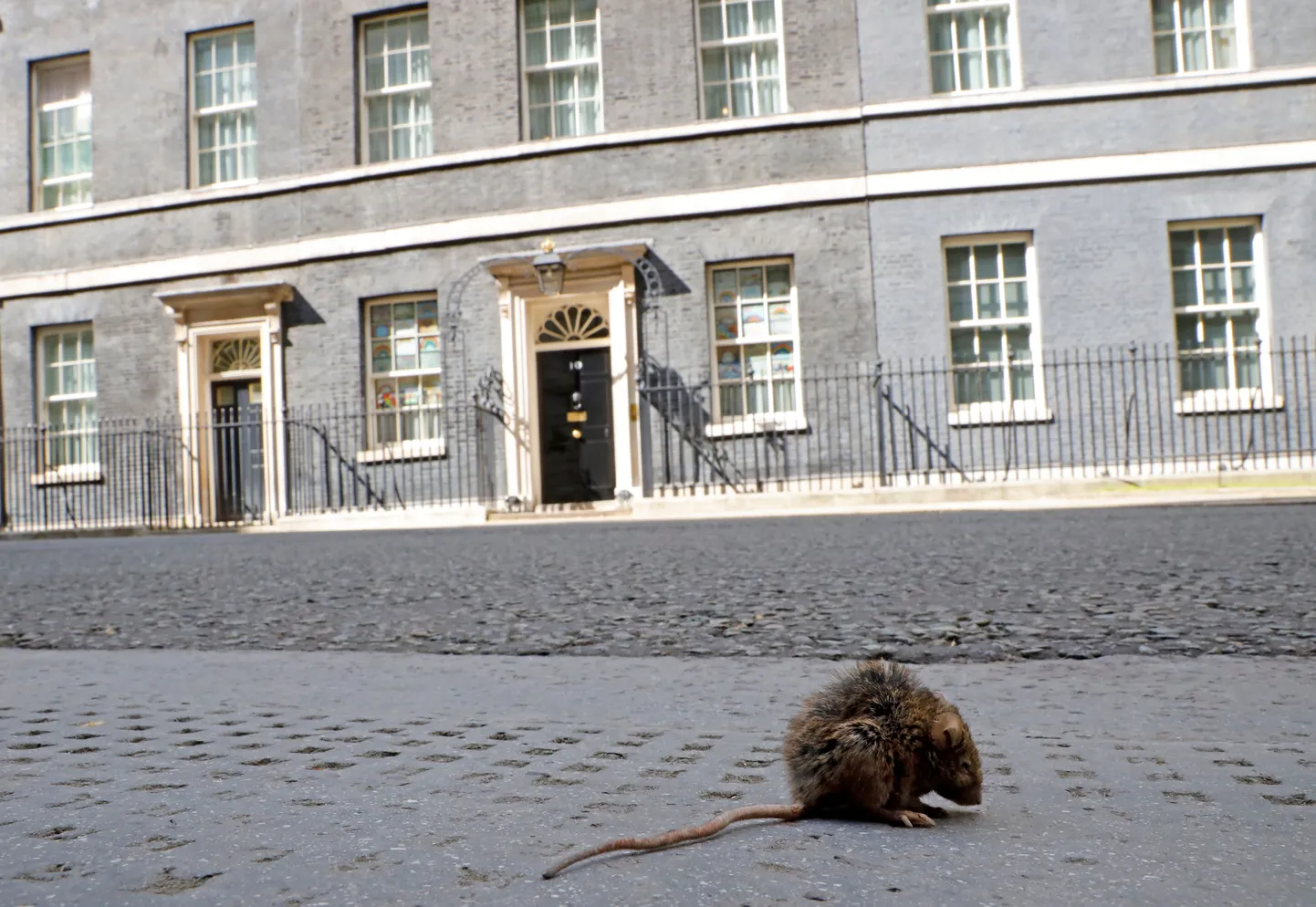 Rott esimese koroonasulgemise ajal 2020. aasta kevadel Londonis Briti peaministri residentsi juures, mis asub aadressil 10 Downing Street