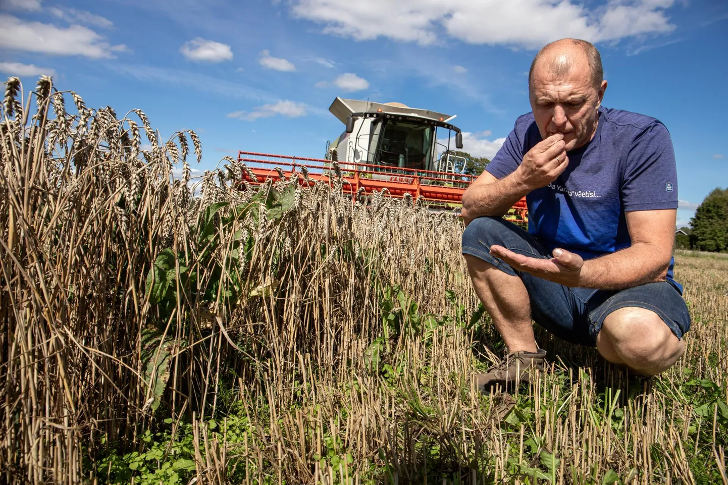 Põhara Agro peremehe Jaanus Põldmaa sõnul läheb see, mis õnnestub tänavu põldudelt kätte saada, kulude katteks. Kasumi saamiseks peaks saak palju suurem olema.