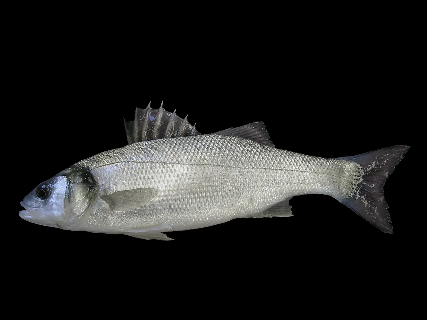 Huntahven (Dicentrarchus labrax) on Eesti vetes võõrliik.