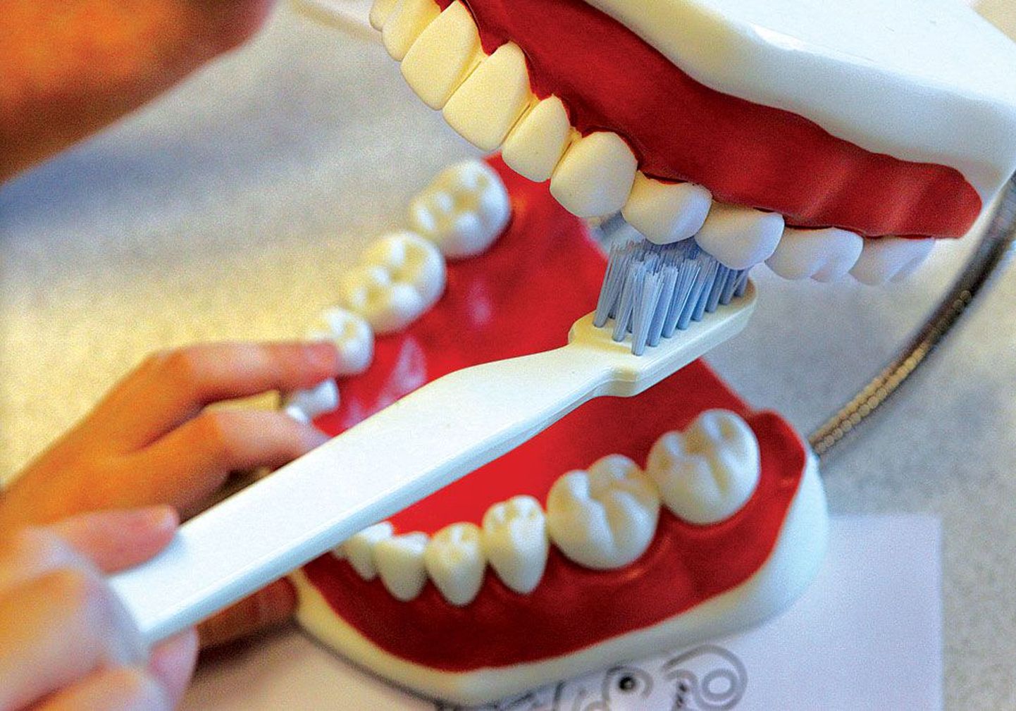 Hambaid tuleb õigesti harjata, siis ei ole karta hambakivi ega -auke.