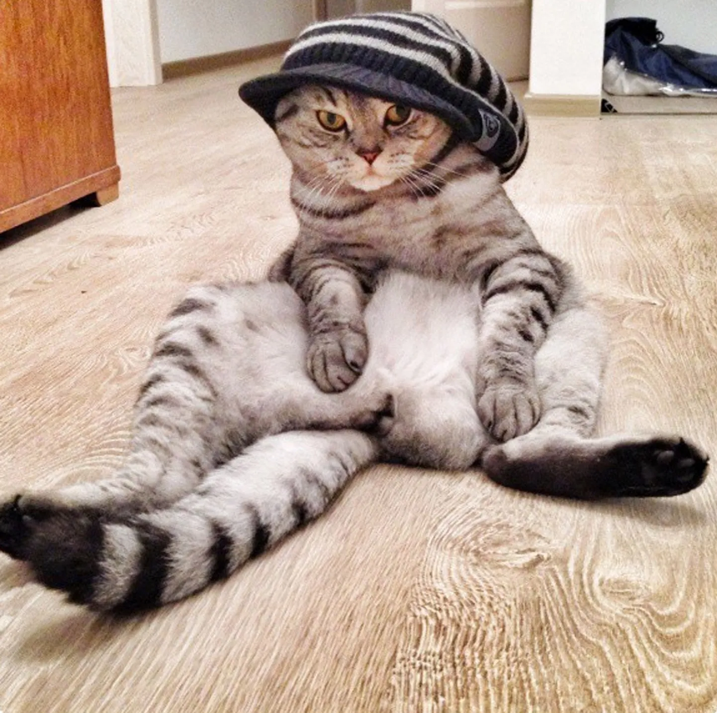 Кот Ники