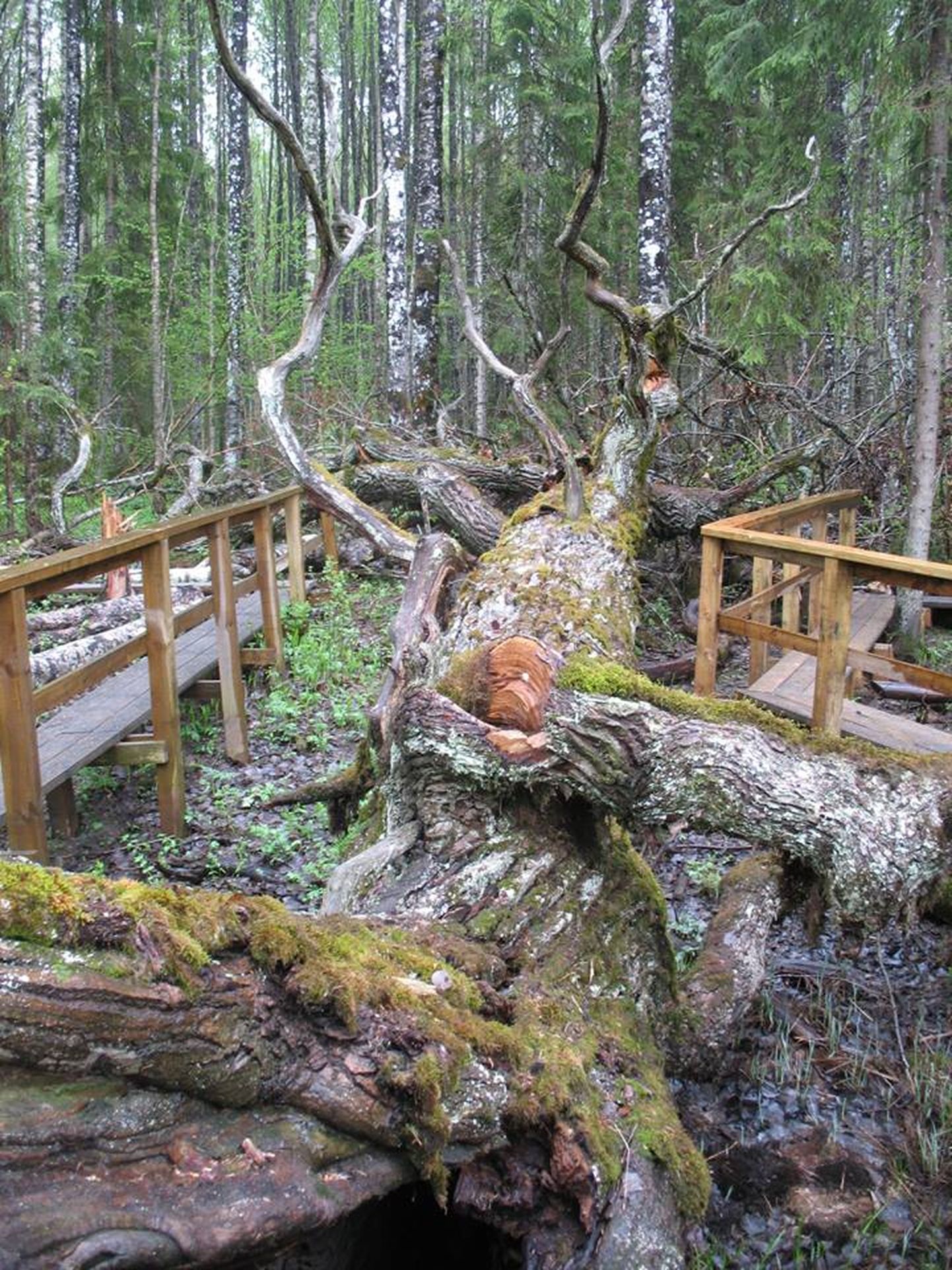 Soomaa rahvuspargi Kopra matkaraja laudtee on ehitatud ümber vana langenud tammepuu.