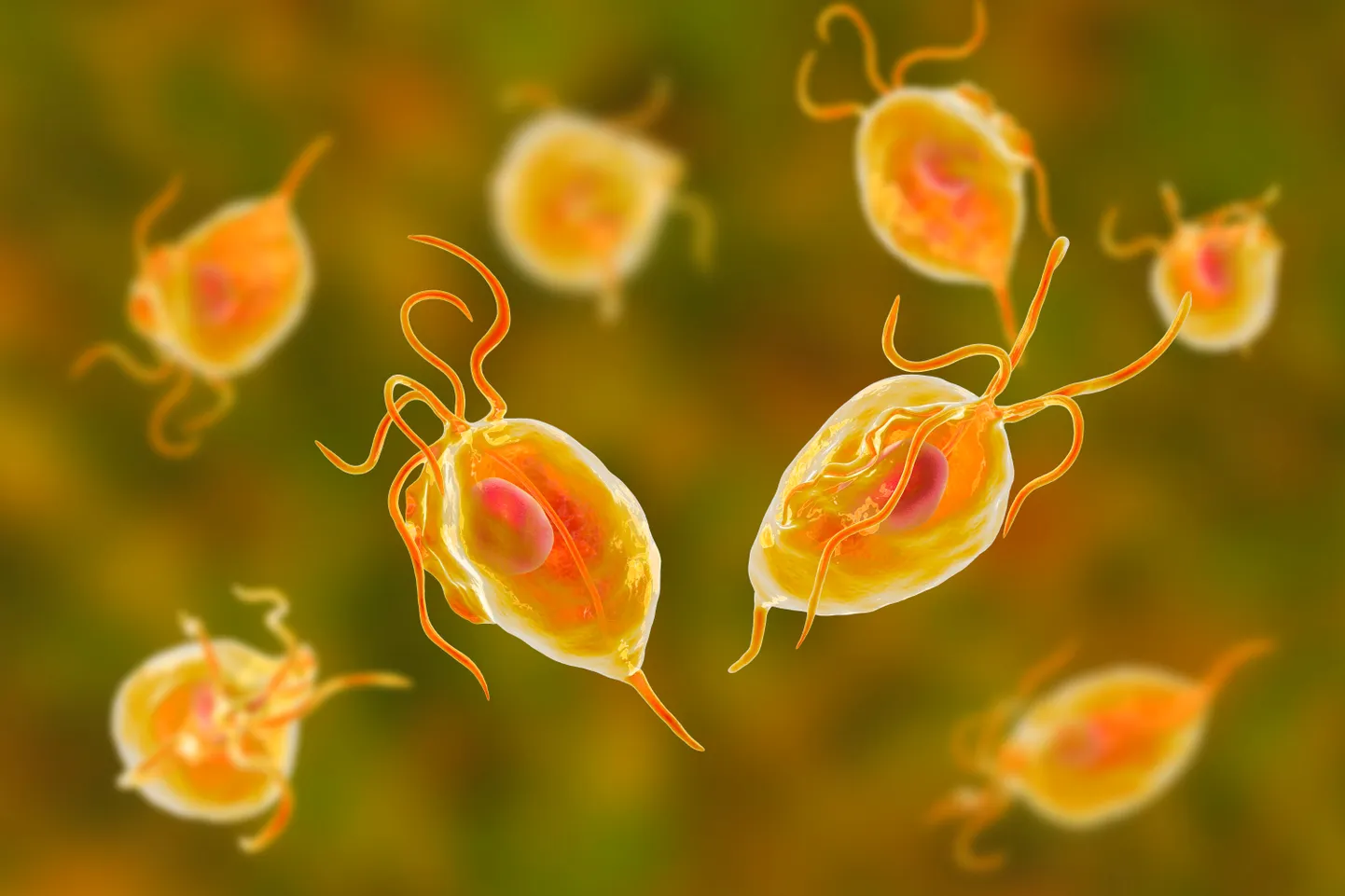 Protozoa Trichomonas vaginalis.