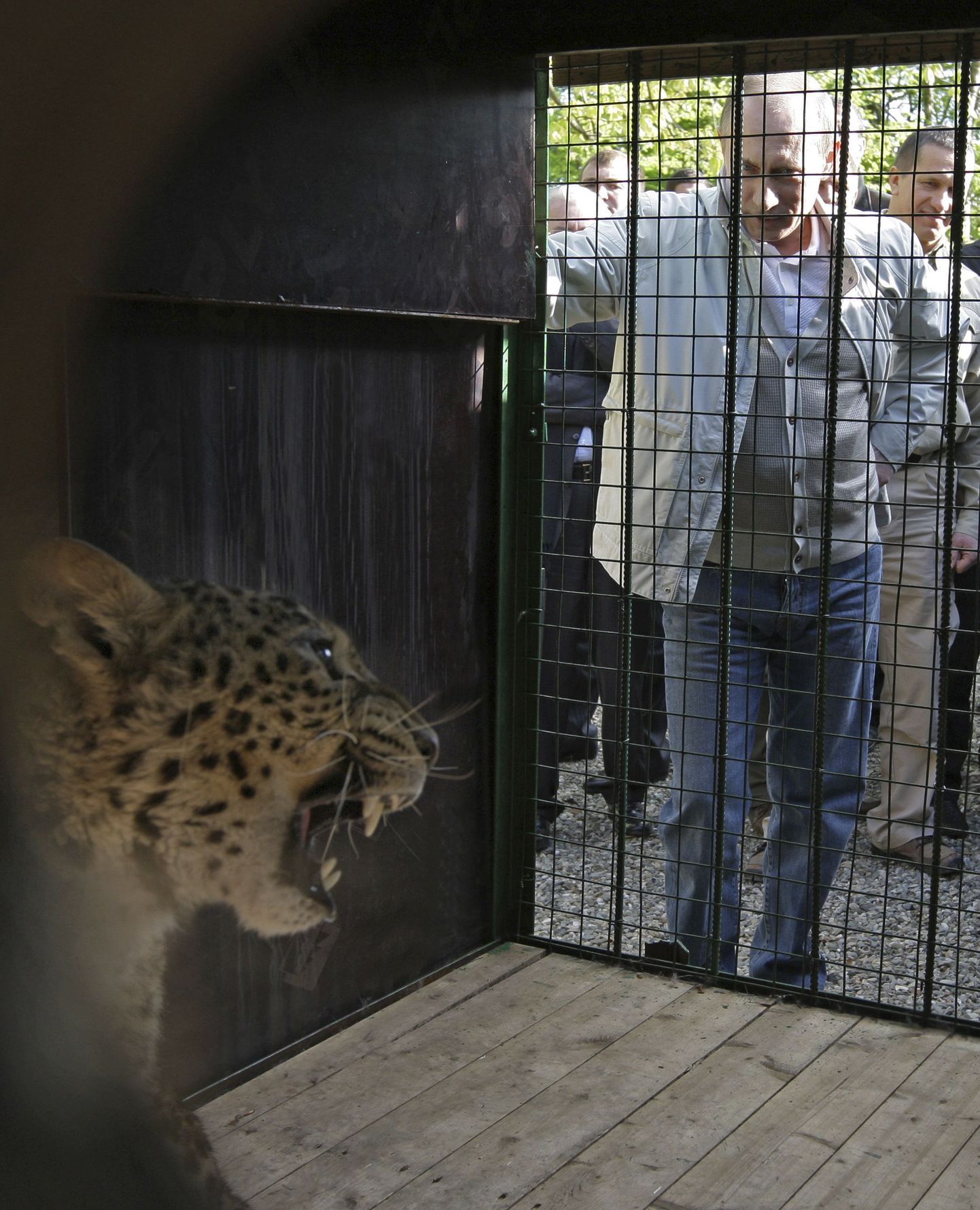 Владимир Путин осматривает персидского леопарда в Сочи.