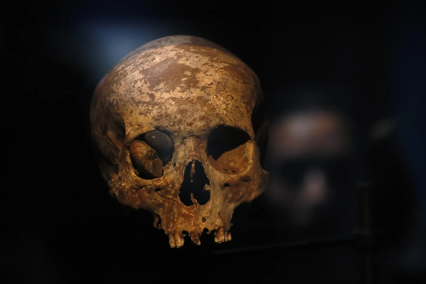 Muuseum Oxfordis oli täielikult šokeeritud Swani oksjonimaja kavatsusest müüa oksjonil erinevate põlisinimeste säilmeid, mis peaksid kuuluma muuseumi kogusse. Pilt on illustreeriv.