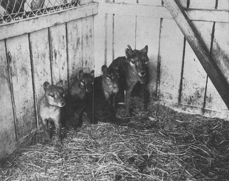 Tasmaania tiigrite pesakond Hobarti Beaumarise loomaaias 1909. aastal.