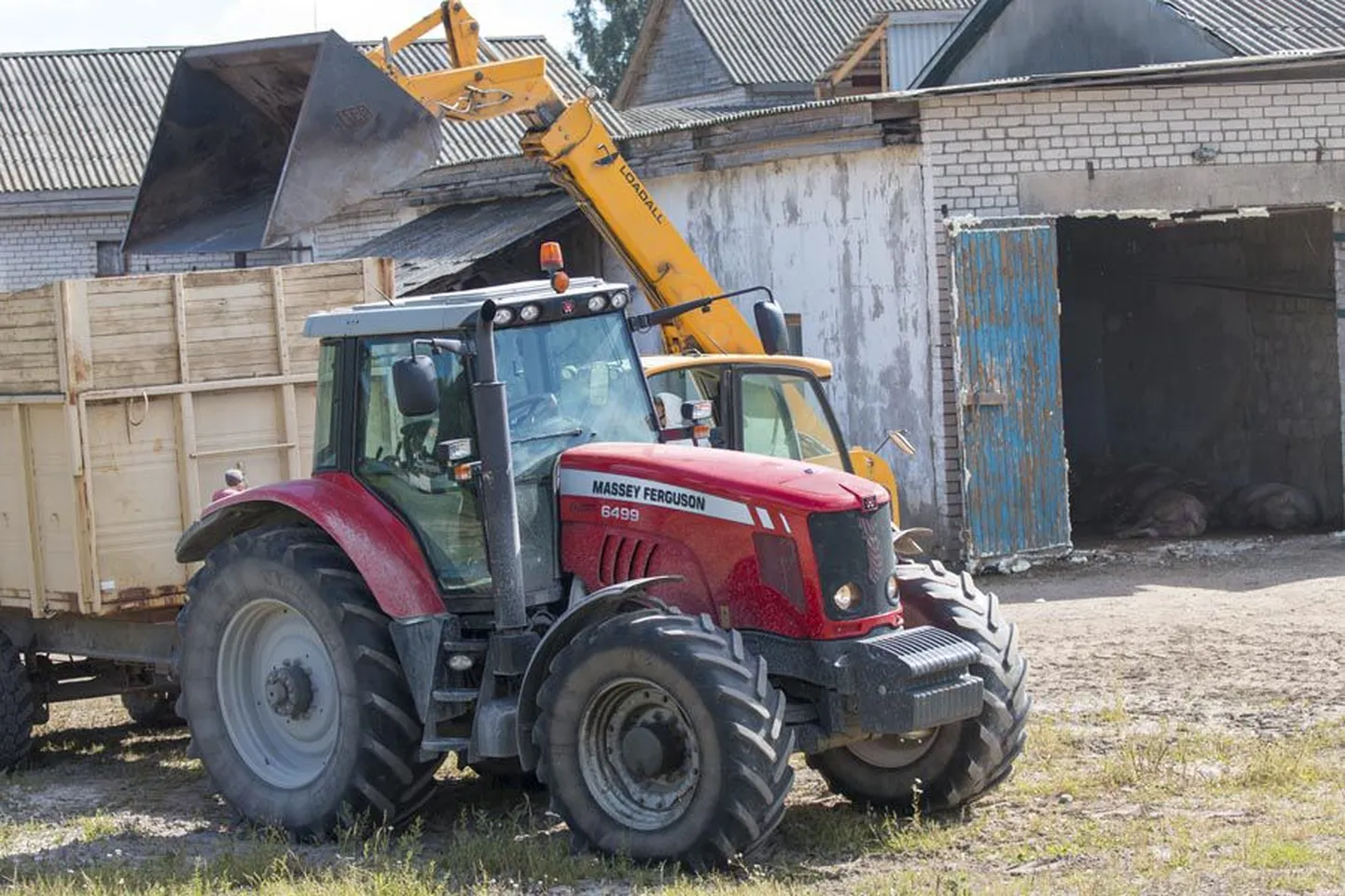 Osaühingule Nukike kuuluvas farmis hukati sead süsihappegaasiga ja laaditi seejärel traktorite järelkärudesse. Edasi viis tee viis kilomeetrit
eemal asuvale riigile kuuluvale metsamaale, kus sõralised maha maeti.