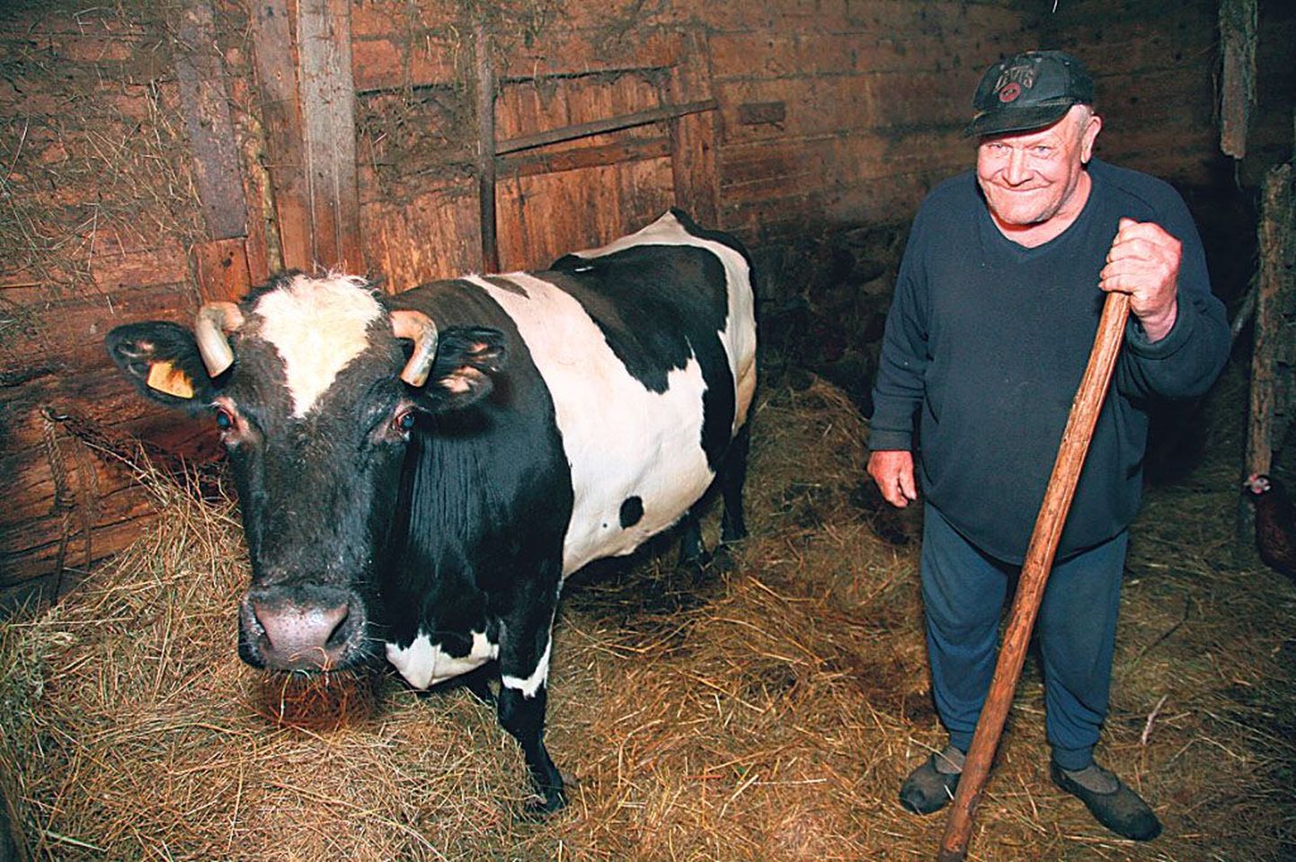 “Lehm on selline loom, et see peab inimese kinni,” ütleb peremees Nikolai Köster, visates Manija ainsale lehmale Marile hanguga heina ette.