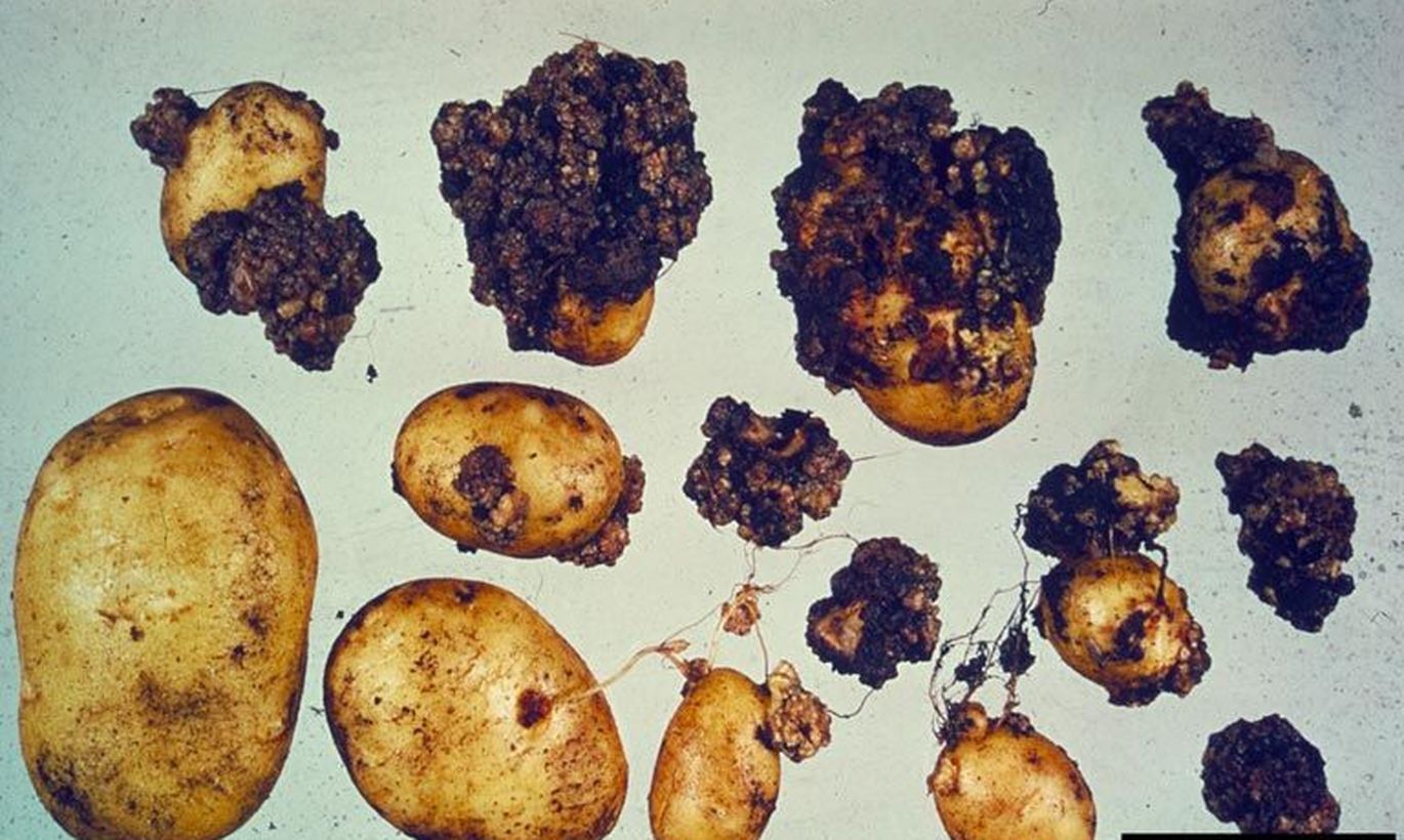 болезни картофеля описание с фотографиями