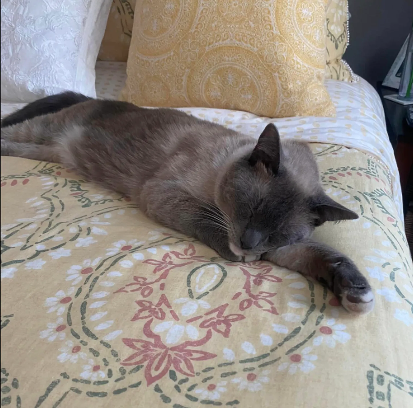 Кот Рейн Бо.