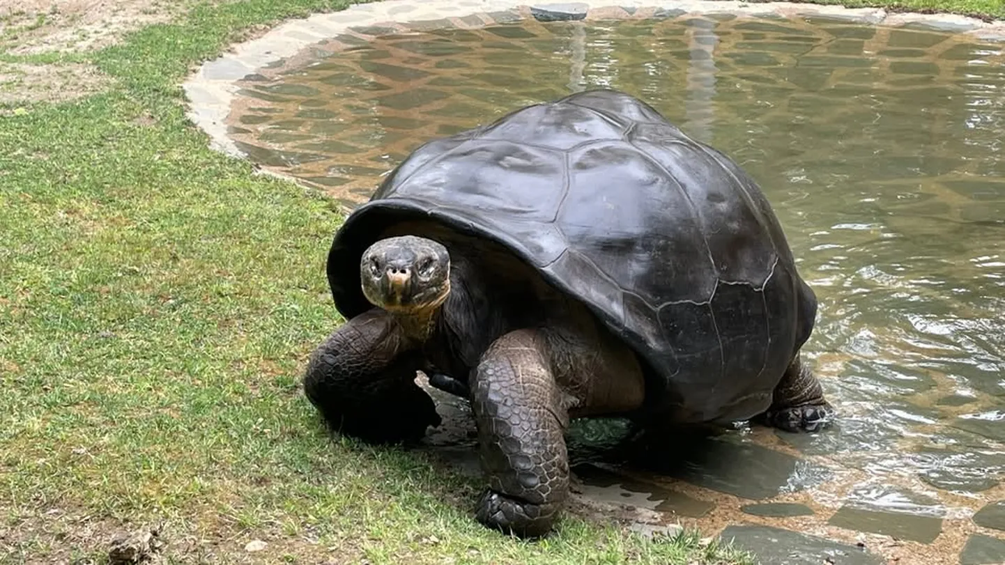 100-aastane Galapagose kilpkonn Mommy (Emme) sai esimest korda emaks, tuues ilmale neli tervet poega.