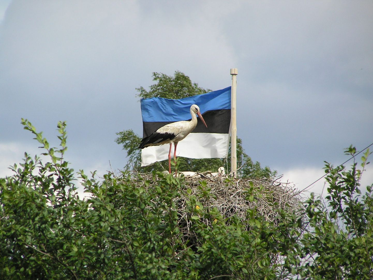 Otepää Kultuurikeskused ja Otepää Vallavalitsus kutsusid kõiki üles saatma sinimustvalgeid fotosid Eesti lipu 136. aastapäeva tähistamiseks. Fotonäituse rahvahääletus kestis kuni 22.juunini. Selle tulemusel sai 192 häält Õnneke Hermaste foto toonekurest Eesti lipu taustal.