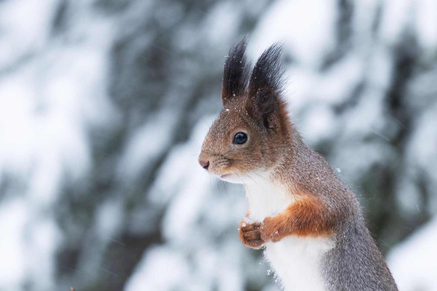 Talveks vahetab orav punaka, Hiiu- ja Saaremaal musta kasuka hallikaspruuni talvevammuse vastu. Tema ­kõrvu ehivad siis karvapintslid.