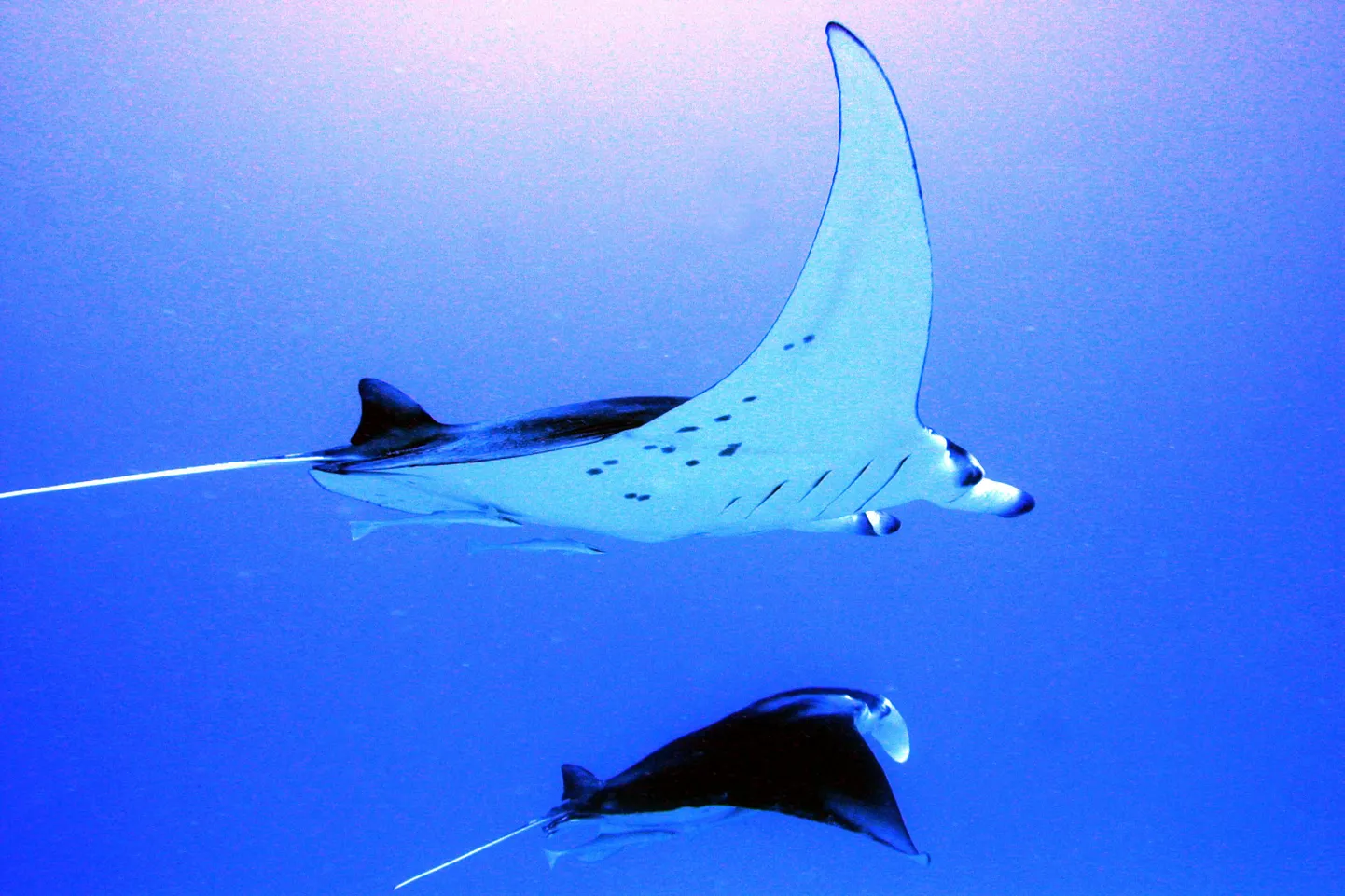 Cephalopterus manta, kelle kujust veealuste tuulelohede disainimsel inspiratsiooni ammutati, Bora-Bora saare ümbruses ujumas.