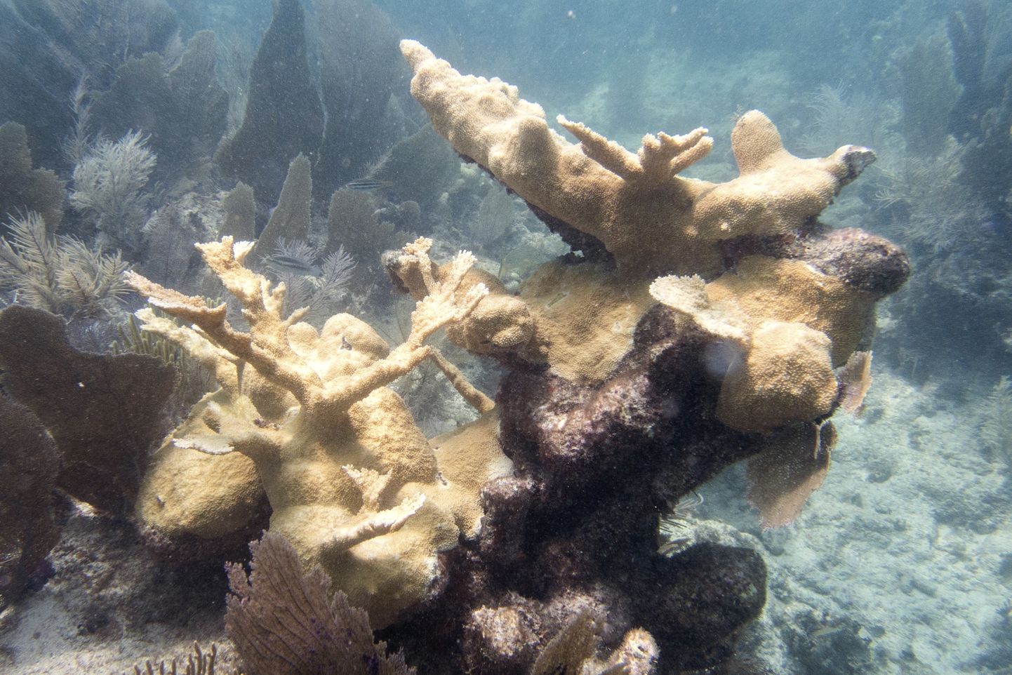 Pleekinud korallid Florida rannikul