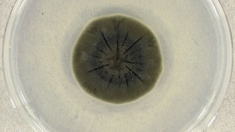 Unique Radiation-Eating Fungus Discovered in Chernobyl Exclusion Zone