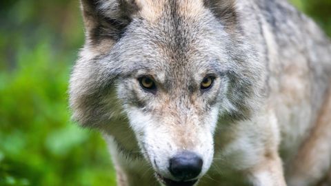 Hamburgis naist ründanud hunt pandi tagasi loodusesse