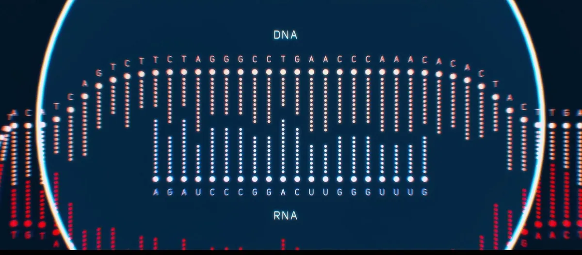 Teejuht-RNA leiab DNA-ahelast üles just õige koha.
