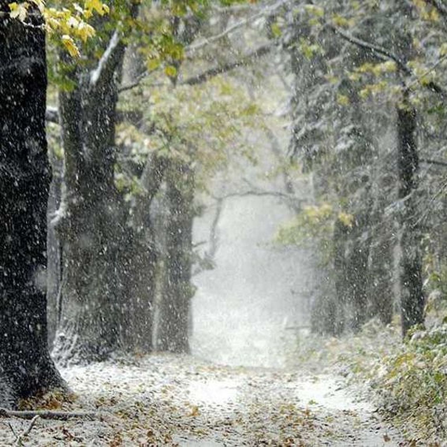 Novembrikuu võib endaga kaasa tuua jahedama ilma, kuid ilusat lund loota pole.