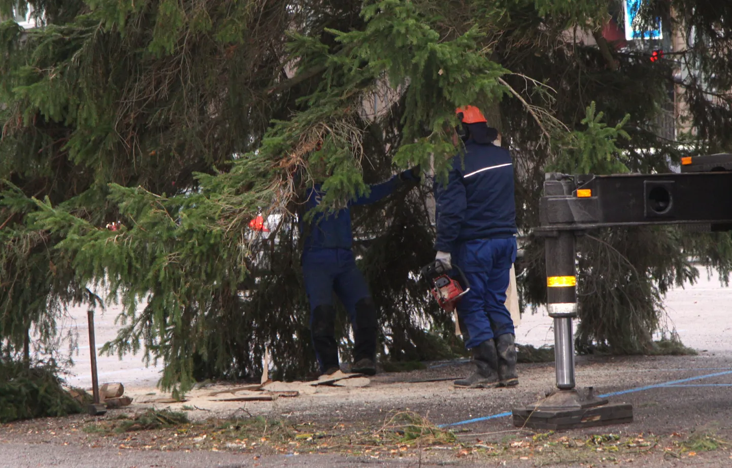 Pärnu keskväljakule toodi täna jõulukuusk.