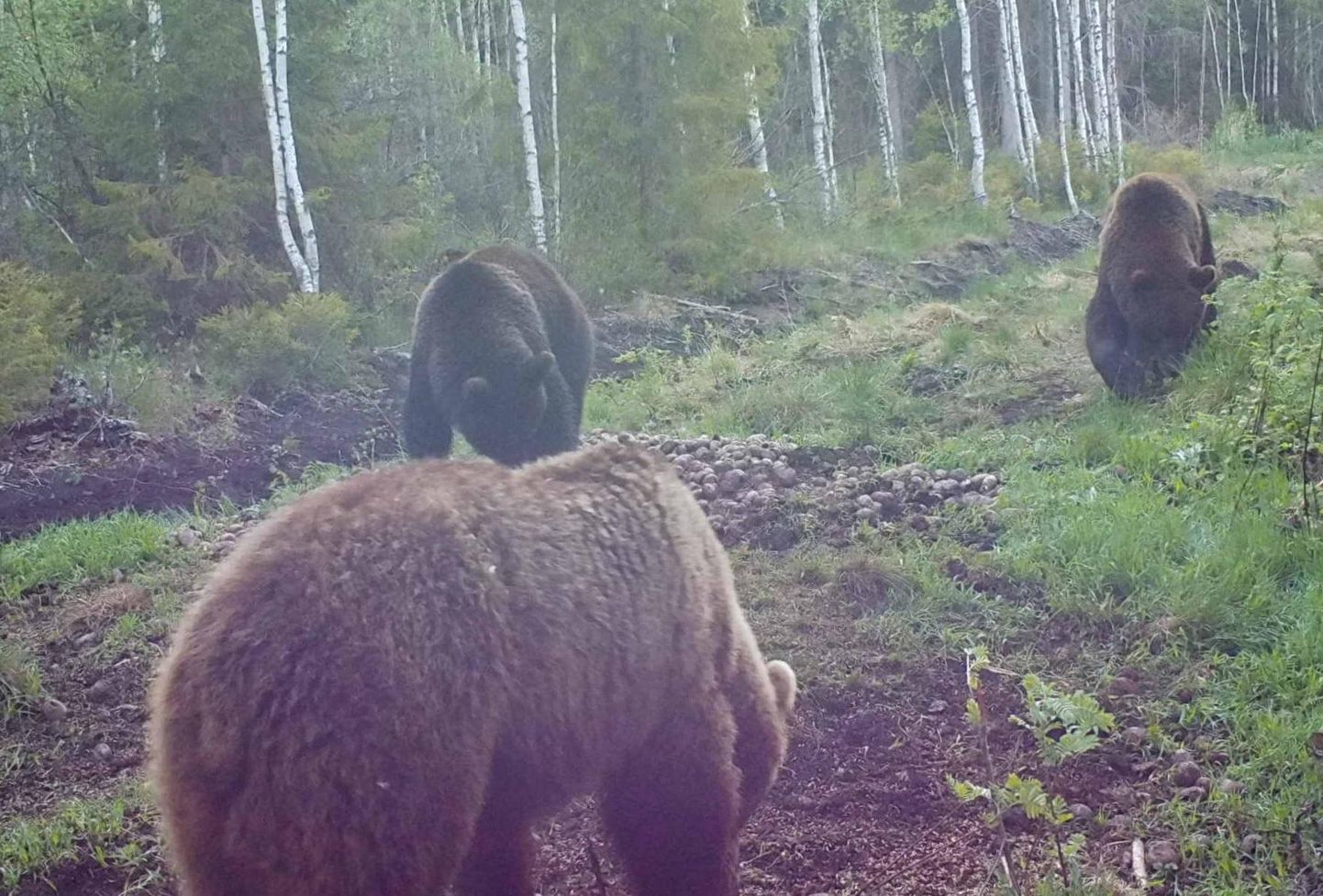 Karusid on metsas palju ja nad muutuvad üha julgemaks. Jahimeestel soovitatakse esmajoones küttida erakordselt julgelt käituvaid isendeid.
