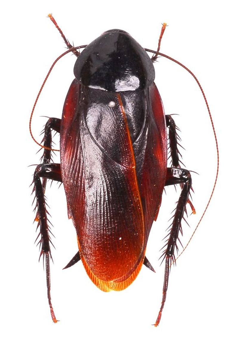 Особенно крупный таракан по-латыни называется Periplaneta fuliginosa.