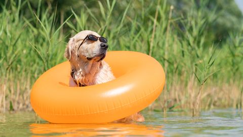 Arī sestdien Latvijā gaidāma migla, tveice un lietusgāzes