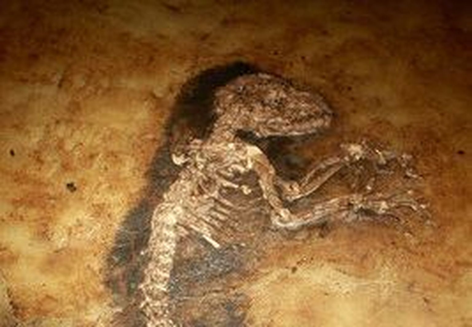 Sukeldujad leidsid iidse ahvifossiili
