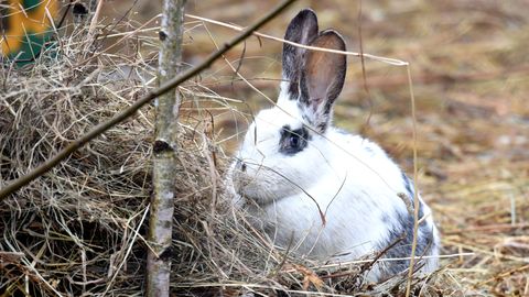Sinoptiķi prognozē vējainas Lieldienas