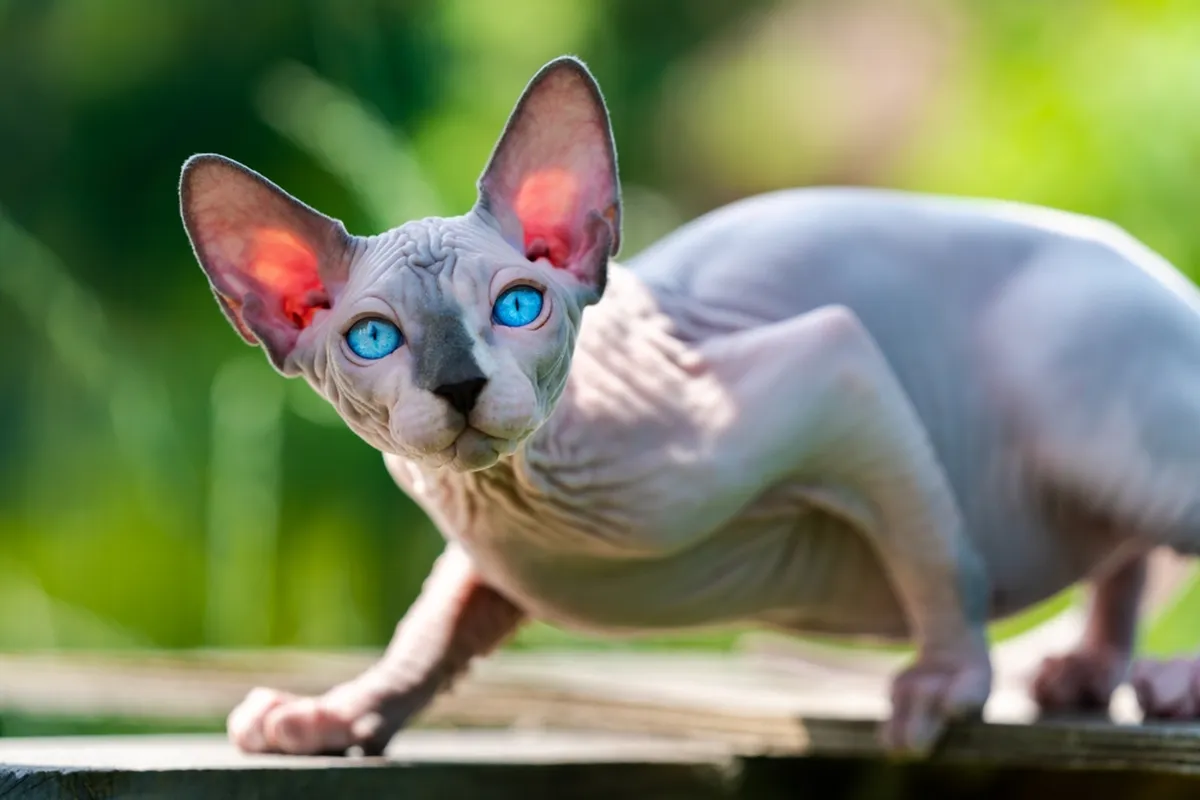 Sfinks