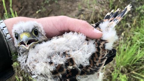FOTO ⟩ Peļu vanadziņi apdzīvojuši trešdaļu no "Sadales tīkla" elektrolīniju balstos uzstādītajiem būriem