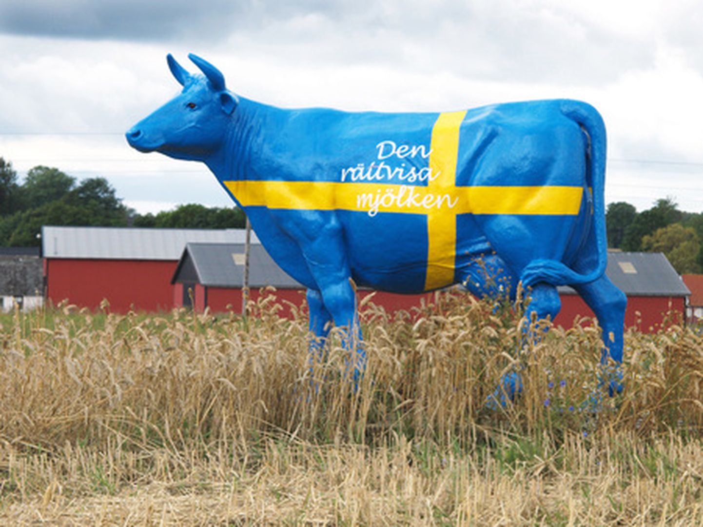 Rootsi lipuvärvides piimalehm. Scania, Rootsi.