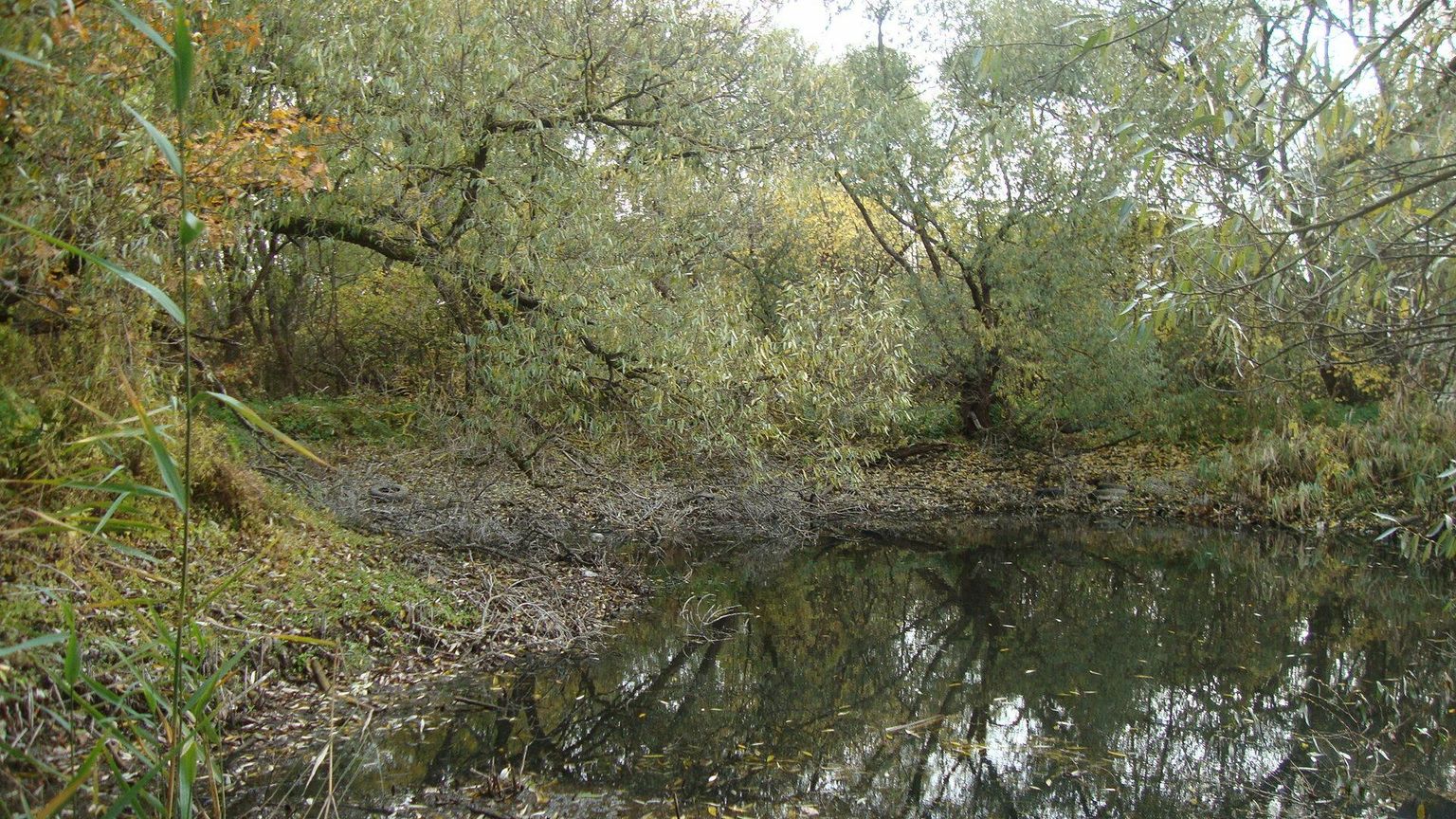 Planeeringualal Tammsaare puiestee kõrval asuvat metsatukka läbiva tee kõrval looduslikus tiigis ujus reede hommikul viis parti.