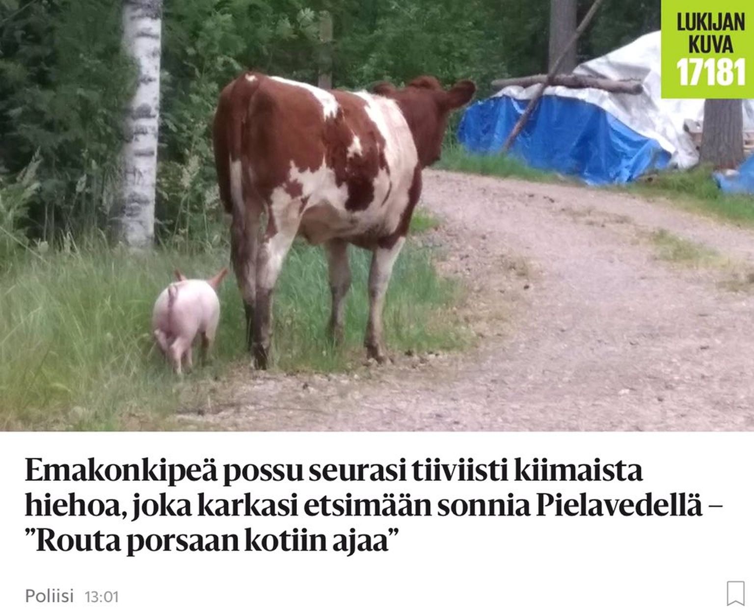 Soome keskosas Pielavesi vallas asuvast talust põgenesid möödunud nädalal emane mullikas ja põrsas koos kaks korda
