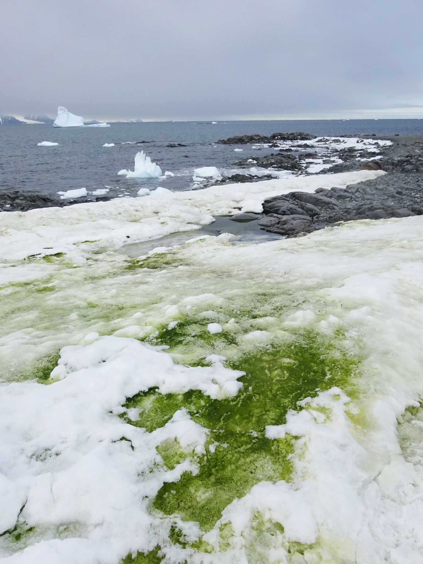 Антарктида позеленела от водорослей.