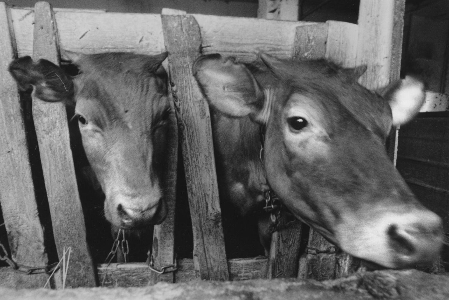 Lehmad kolhoosi laudas millalgi 1980-ndatel.