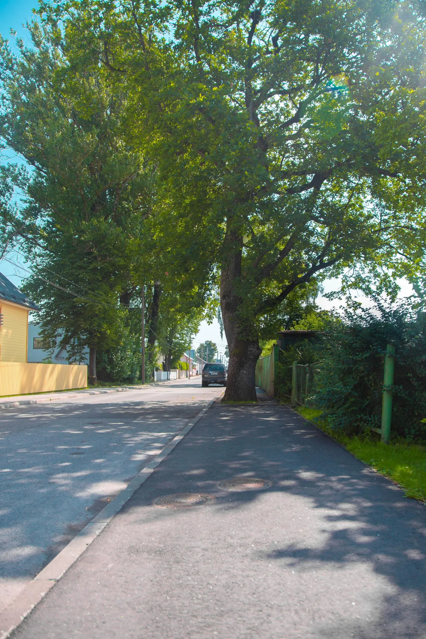 Puu suurust arvestades võib seda pidada võrdlemisi eakaks.