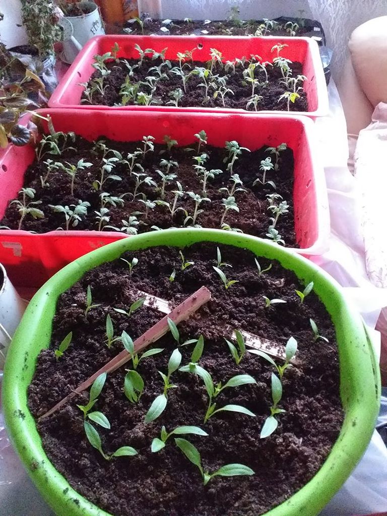 Рассада томатов - эстонские огородники готовятся к высадке в парники