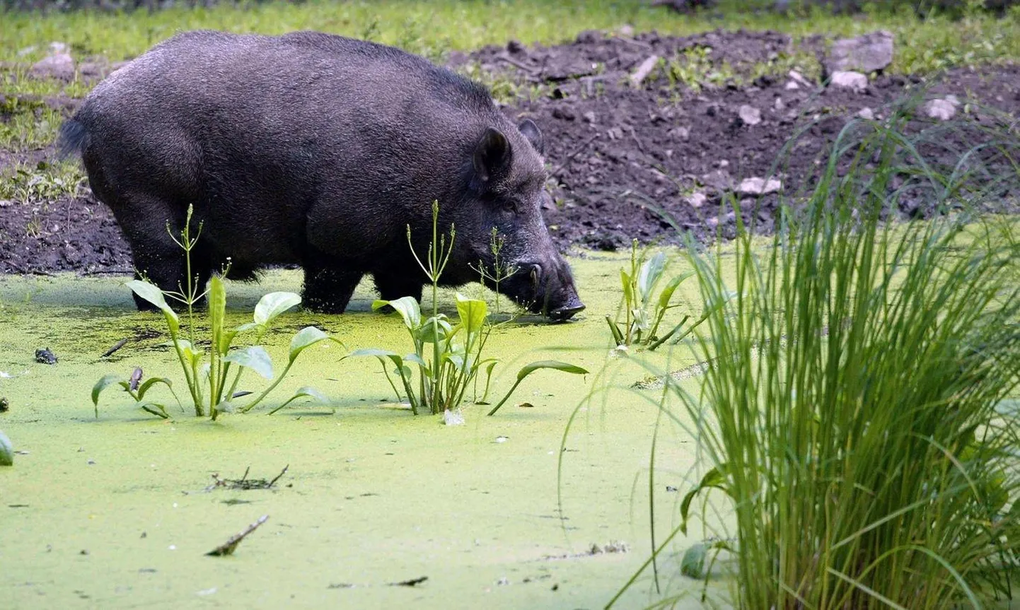 Kõige rohkem on metssigu on sellel aastal kütitud Saaremaal ja Hiiumaal.