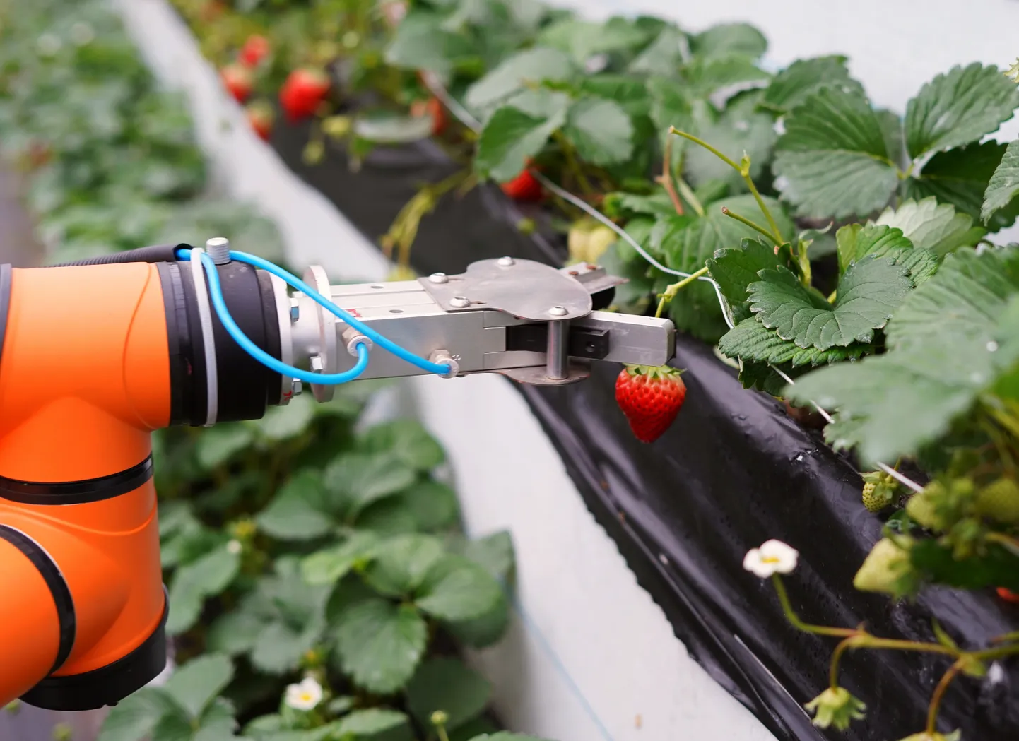 Tulevikus teevad mitmed tööd, mille jaoks praegu palgatakse hooajatöölisi, ilmselt ära hoopis robotid.