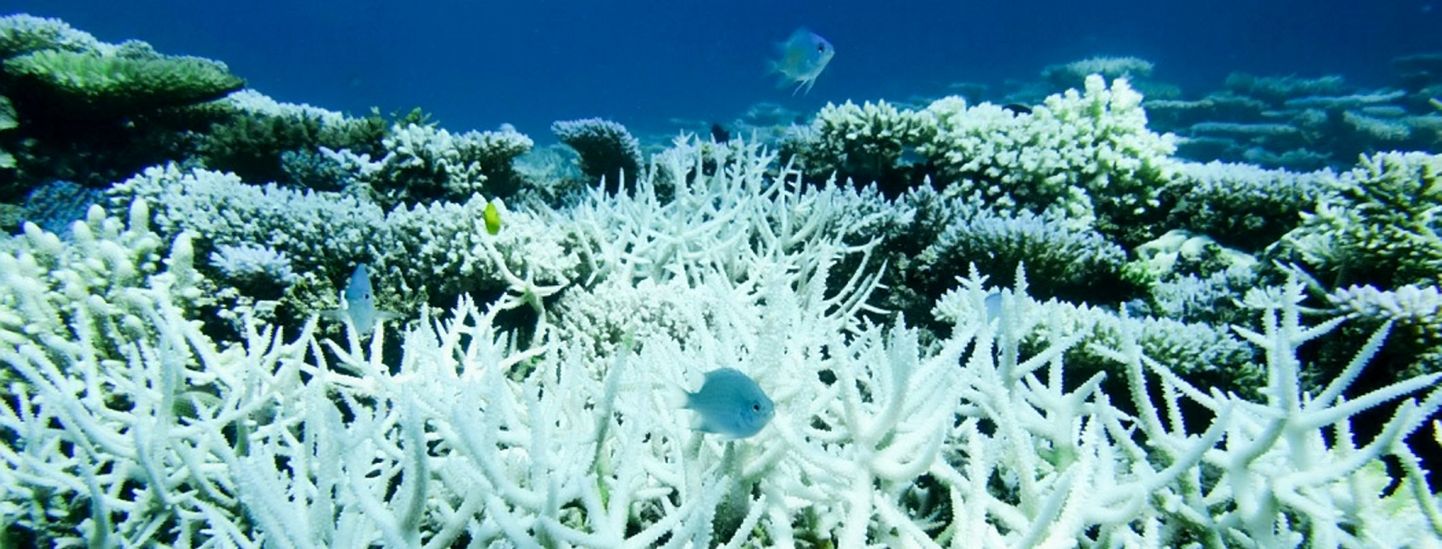 Merekuumalained põhjustavad korallide pleekimist. Pilt on illustreeriv.