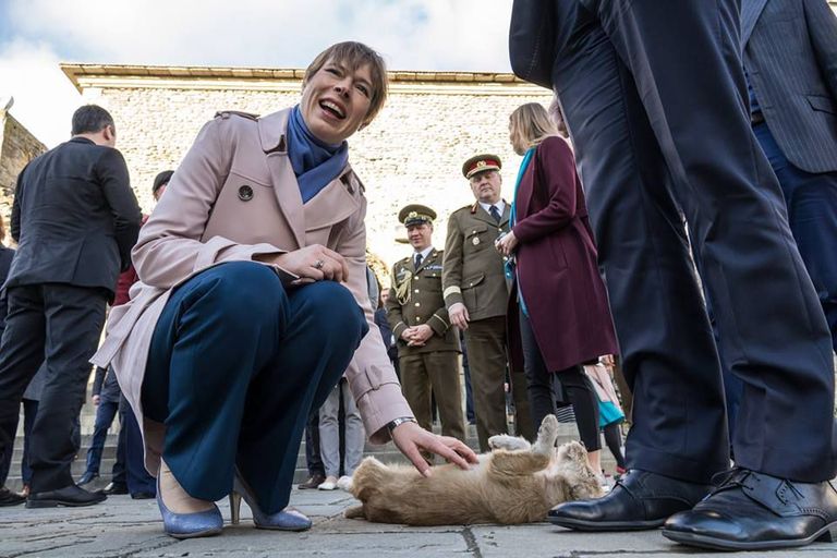 President kirjutab pildi kohta nii: «Diplomaatia. Gruusias on väga palju hulkuvaid koeri, kuigi näiteks see nimeta kutsikas tundis end inimeste keskel väga rõõmsalt.»
